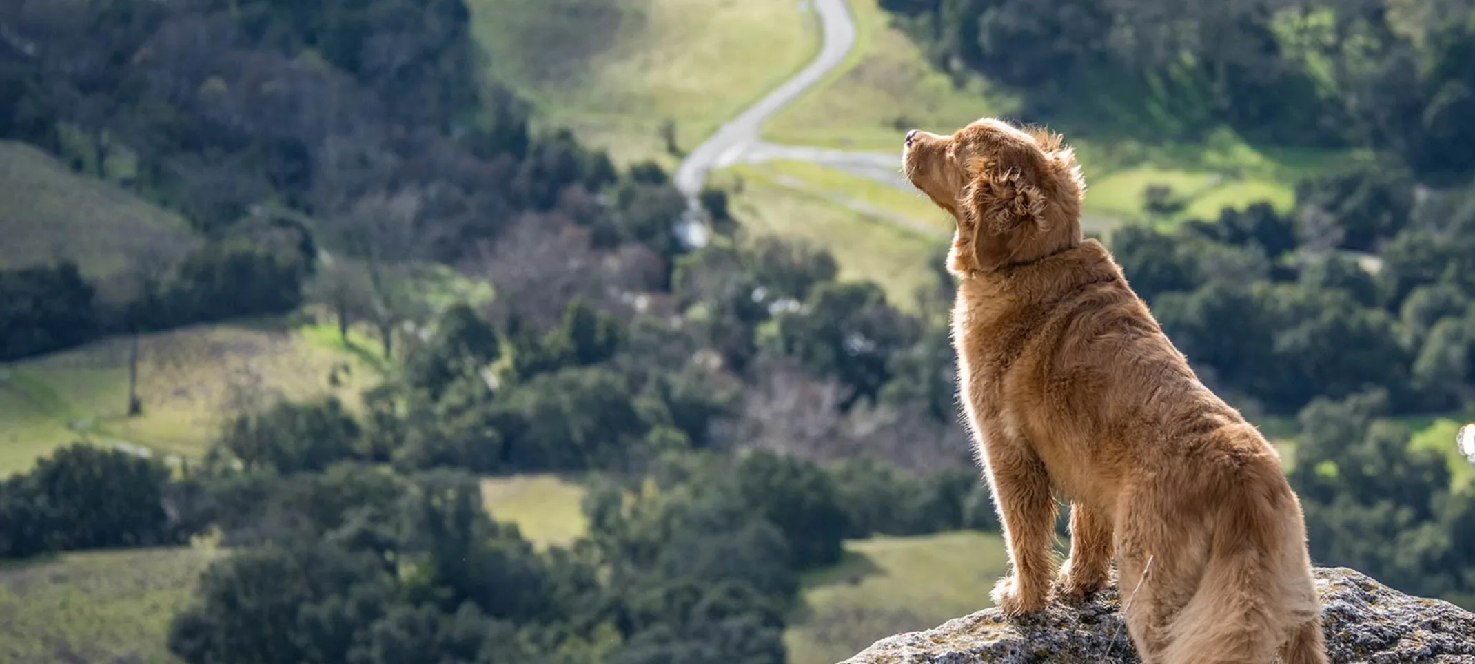 A brown dog outside staring off a rocky cliff with trees below